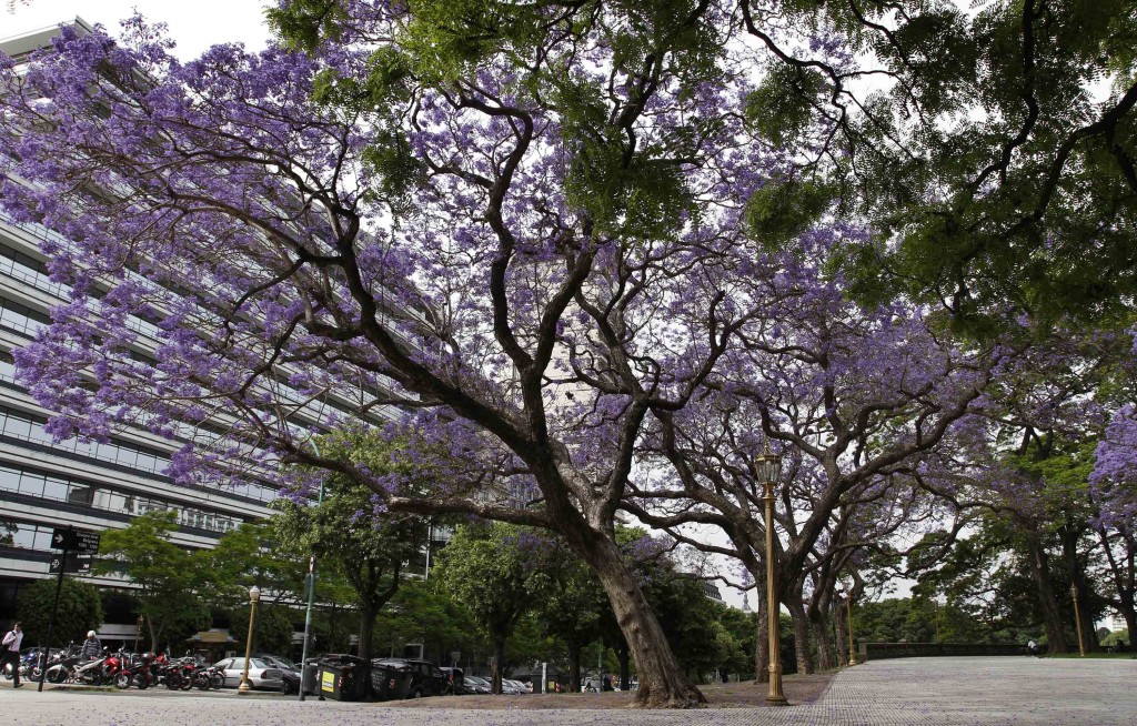 Cinco árboles de Buenos Aires en cinco colores | alternativa verde